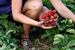 Bästa tiden att plantera jordgubbar
